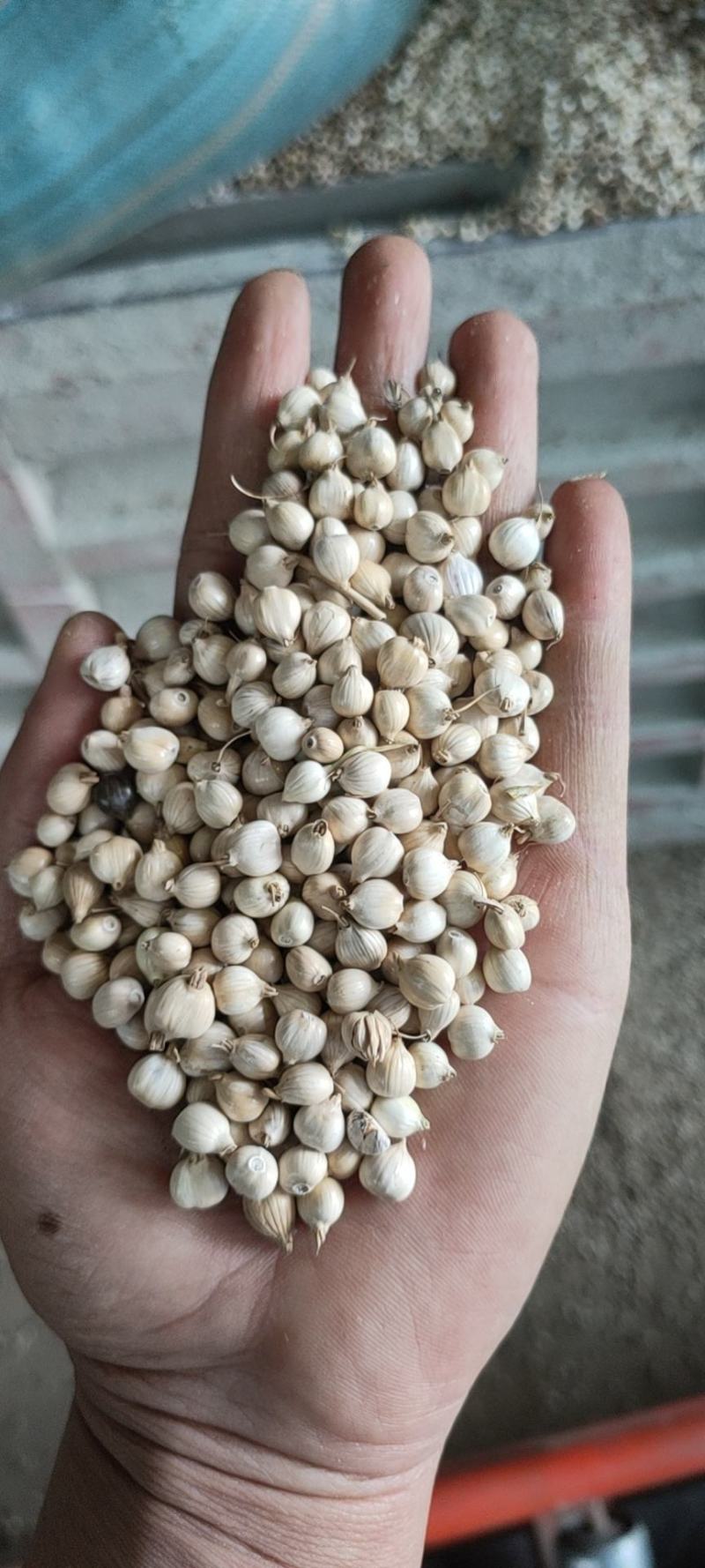 【精品】薏仁谷云南特产基地直销原生态薏仁一手货源全国发货