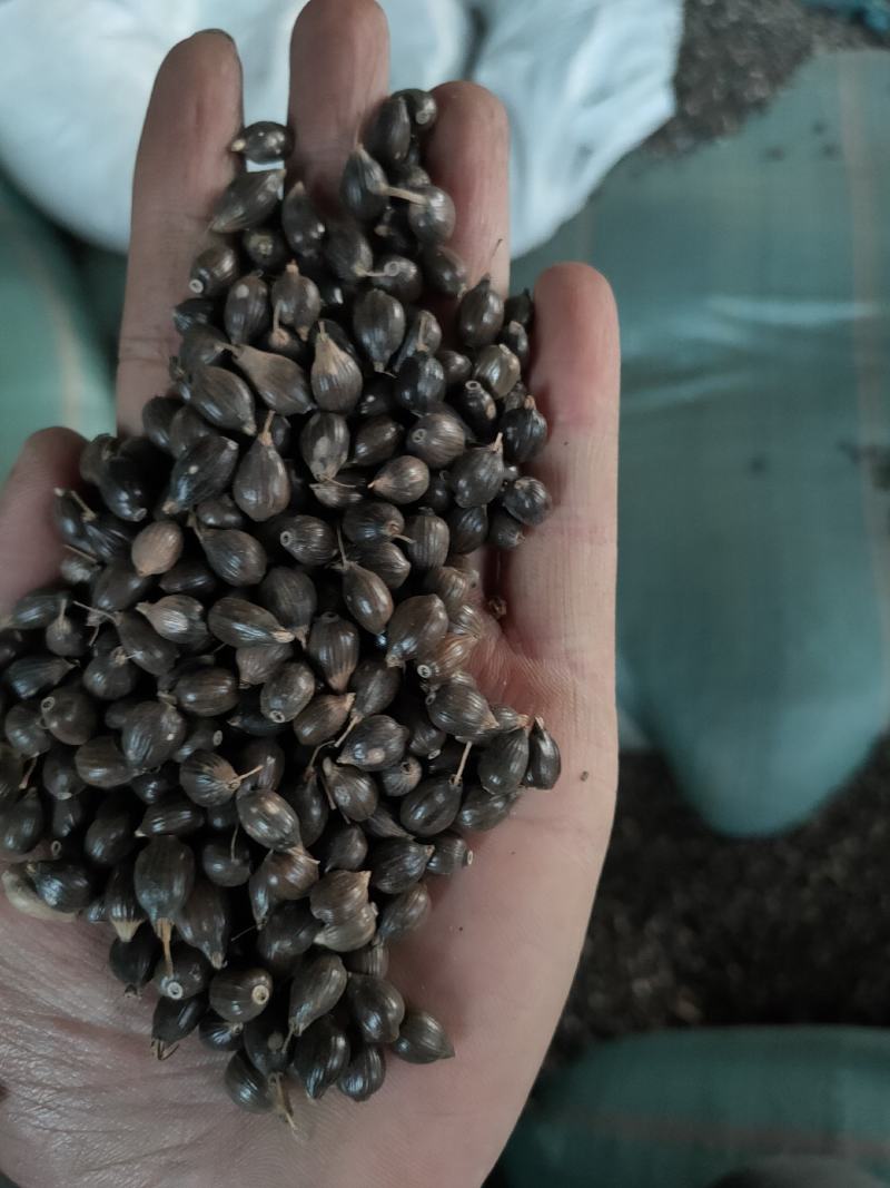 【精品】薏仁谷云南特产基地直销原生态薏仁一手货源全国发货