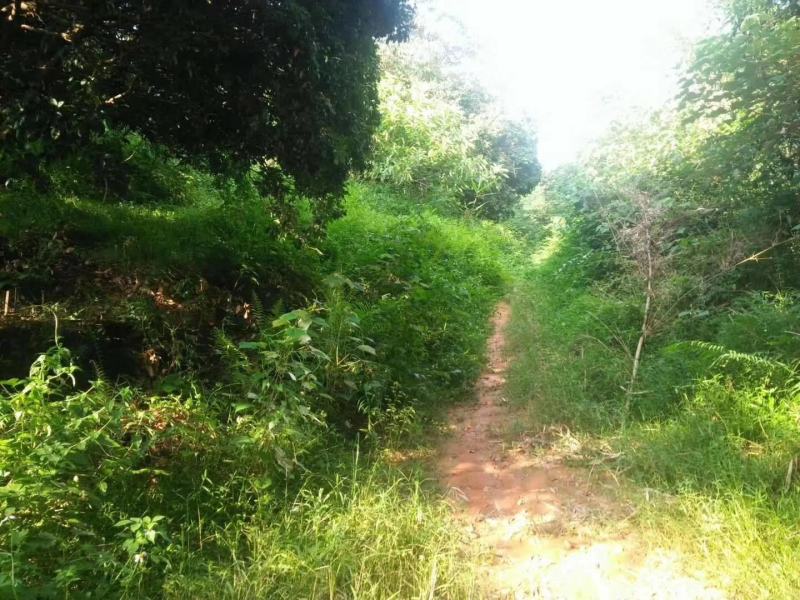 120亩山地出租，已建猪舍了，可以养殖牛羊鸡，鹅鸭等