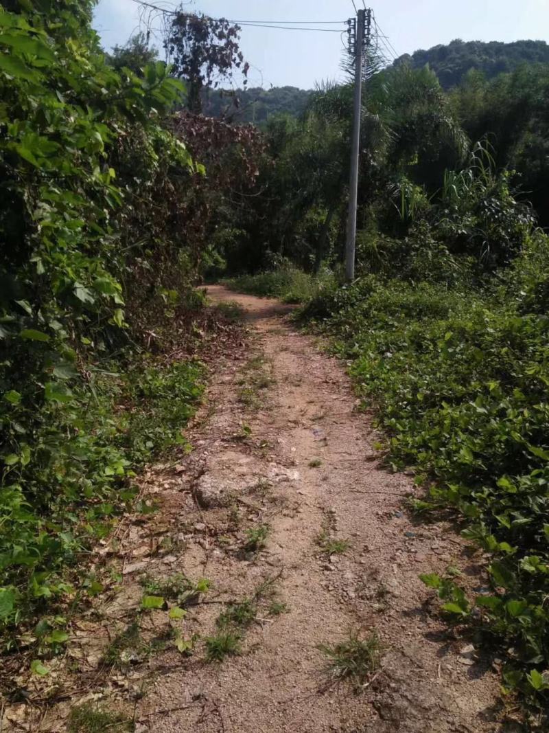 120亩山地出租，已建猪舍了，可以养殖牛羊鸡，鹅鸭等