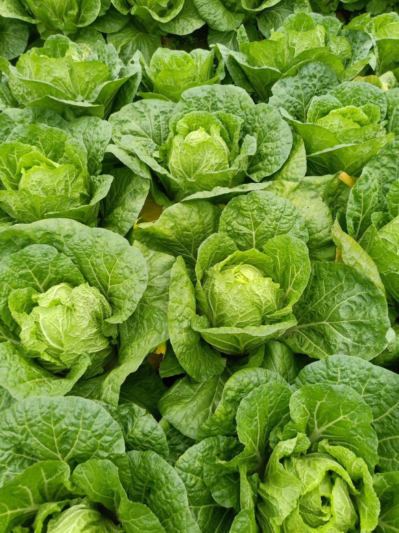 黃心白菜3～5、本地白菜以大量上市、地头直供、销全国各地