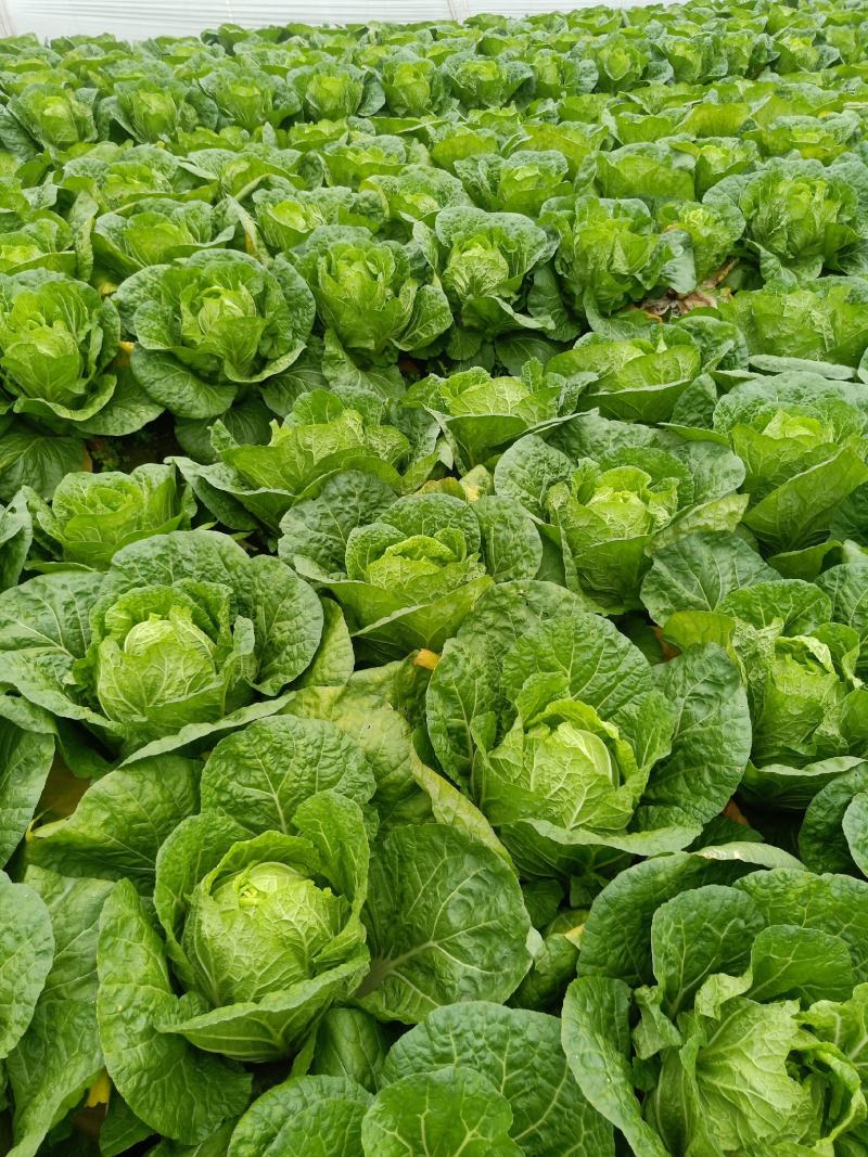 黃心白菜3～5、本地白菜以大量上市、地头直供、销全国各地