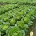 黃心白菜3～5、本地白菜以大量上市、地头直供、销全国各地