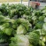 黃心白菜3～5、本地白菜以大量上市、地头直供、销全国各地
