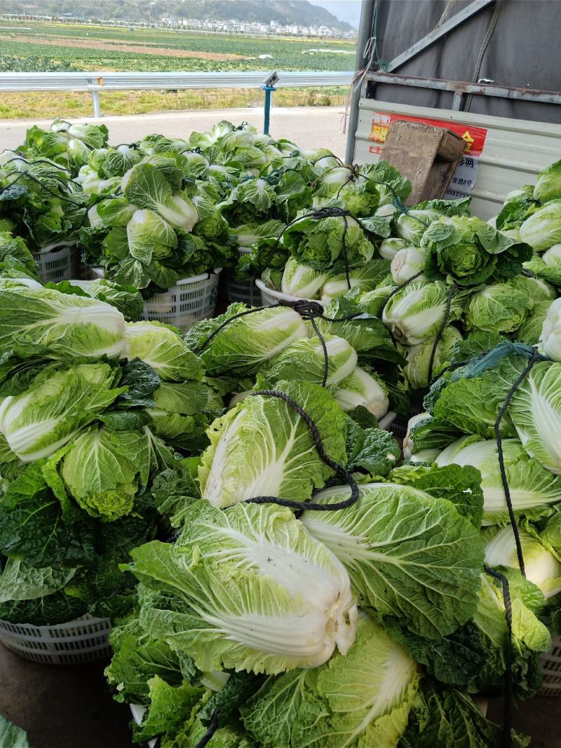 黃心白菜3～5、本地白菜以大量上市、地头直供、销全国各地