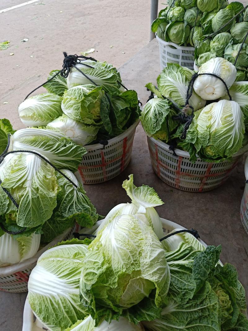 黃心白菜3～5、本地白菜以大量上市、地头直供、销全国各地