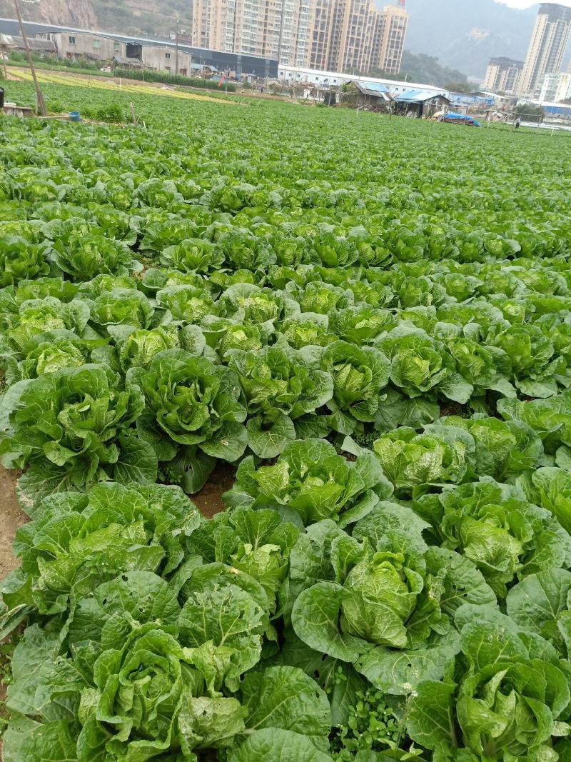 黃心白菜3～5、本地白菜以大量上市、地头直供、销全国各地