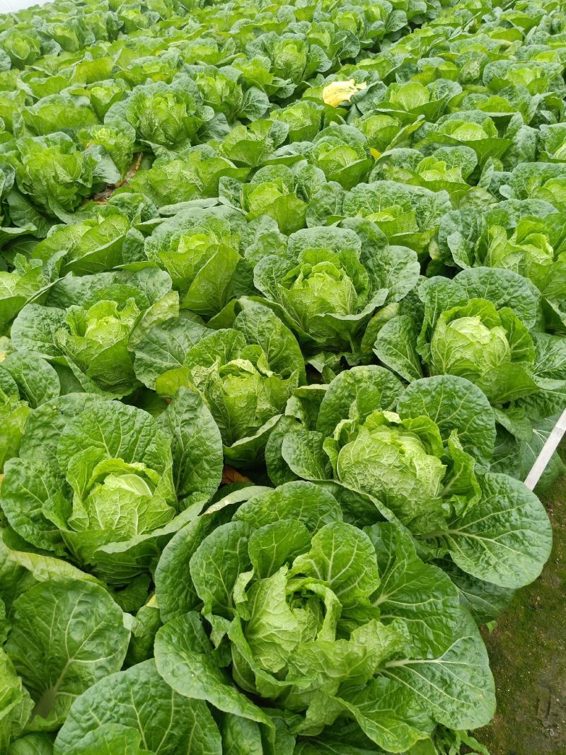 黃心白菜3～5、本地白菜以大量上市、地头直供、销全国各地