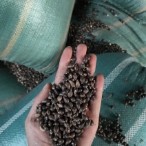 【精品】薏仁谷云南特产基地直销原生态薏仁一手货源全国发货