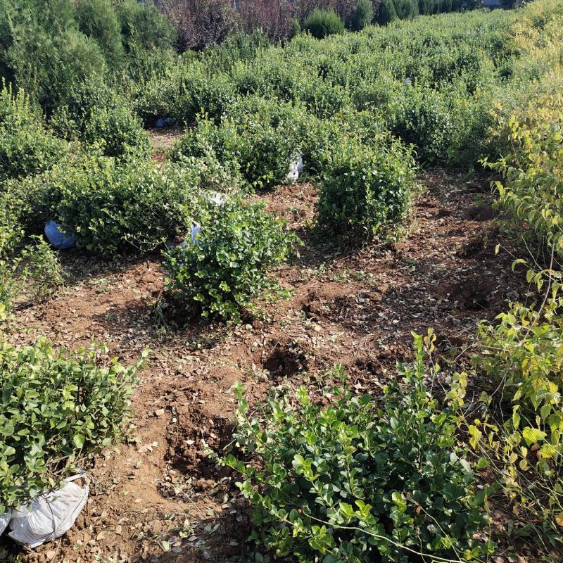 出售60公分到120公分卫矛球，山东基地现挖现发