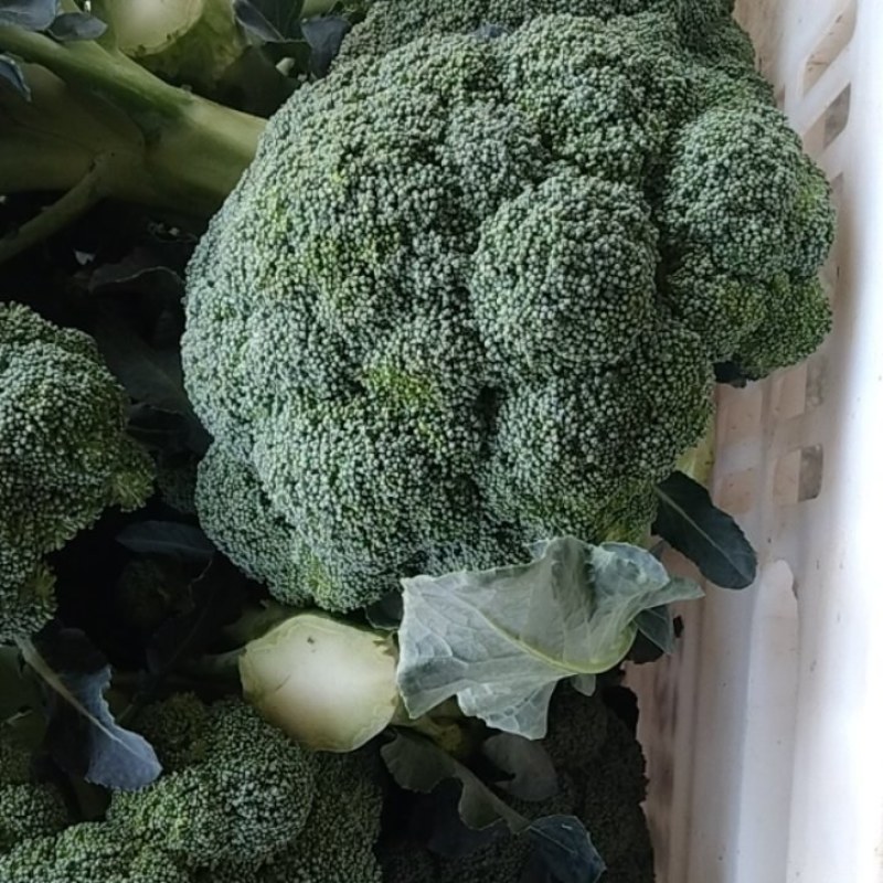 湖北西兰花，质量好，价格优，耐寒优秀，持续出货中货源充足