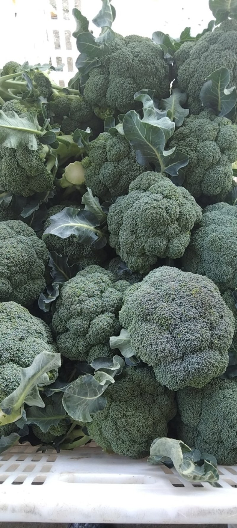 湖北西兰花，质量好，价格优，耐寒优秀，持续出货中货源充足