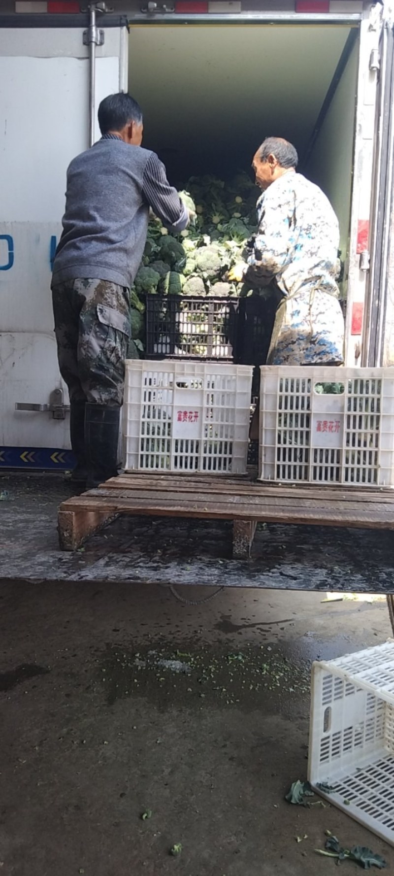 湖北西兰花，质量好，价格优，耐寒优秀，持续出货中货源充足
