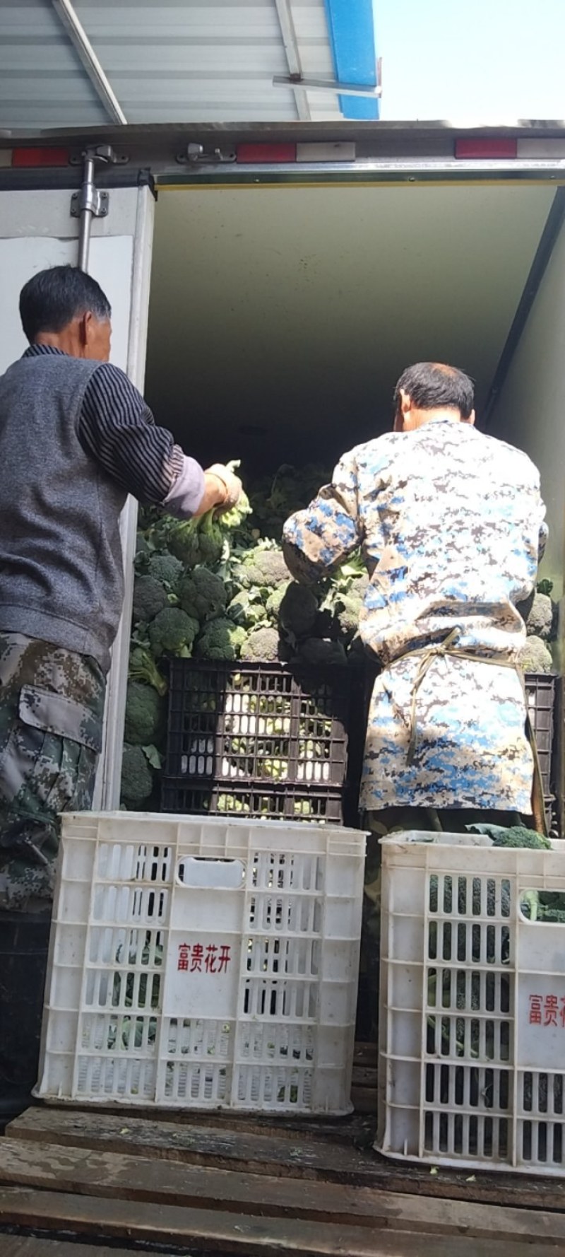湖北西兰花，质量好，价格优，耐寒优秀，持续出货中货源充足