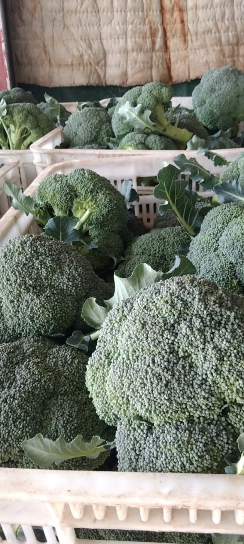 湖北西兰花，质量好，价格优，耐寒优秀，持续出货中货源充足