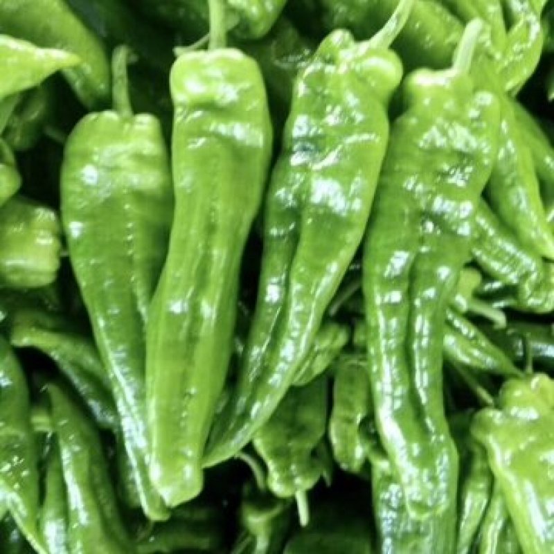精选优质薄皮椒辣椒货源充足货量稳定诚信经营