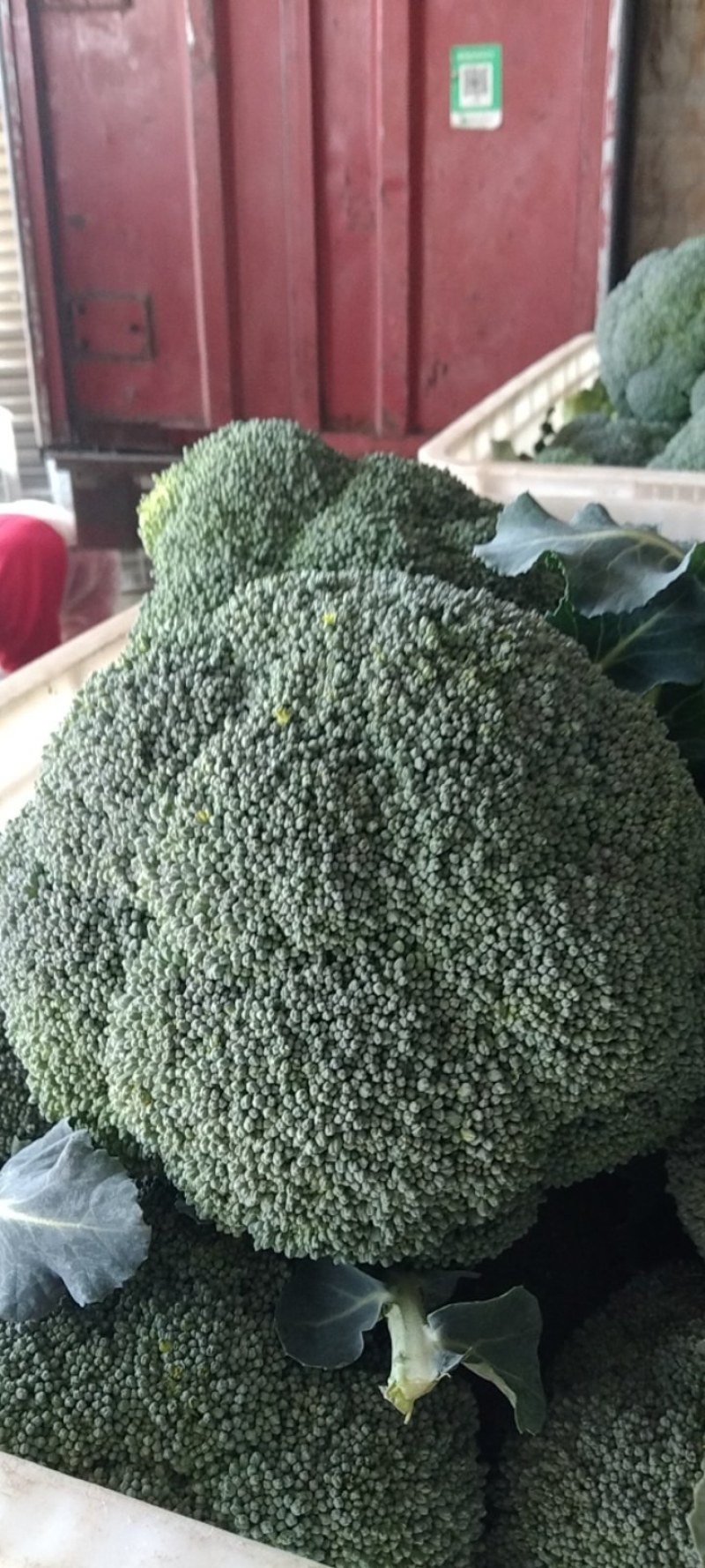 湖北西兰花，质量好，价格优，耐寒优秀，持续出货中货源充足