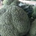 湖北西兰花，质量好，价格优，耐寒优秀，持续出货中货源充足