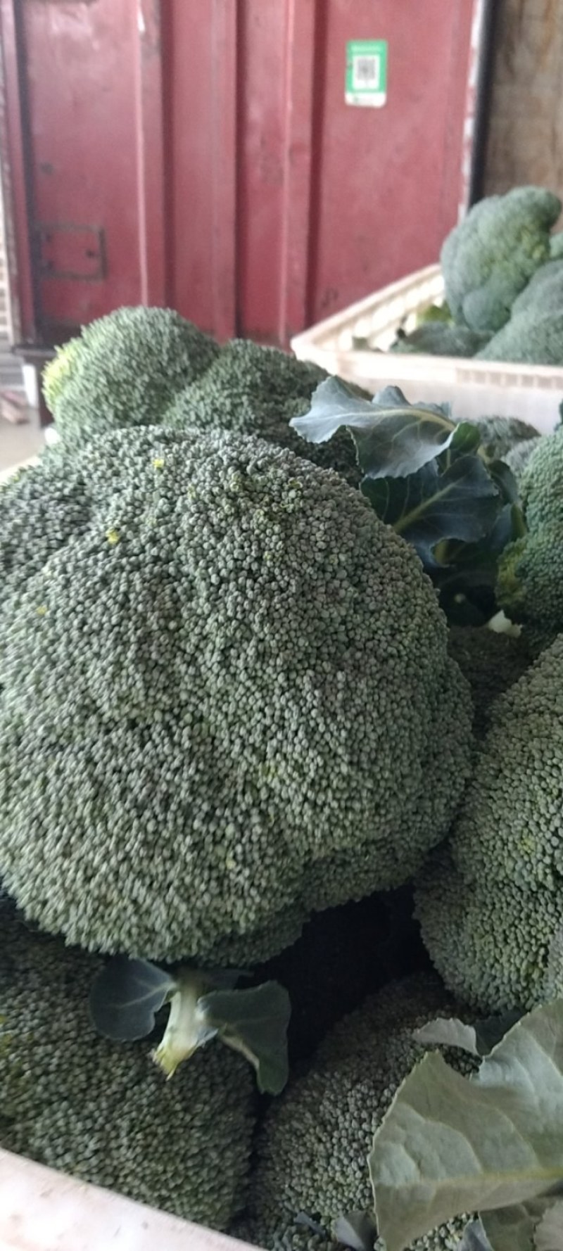 湖北西兰花，质量好，价格优，耐寒优秀，持续出货中货源充足