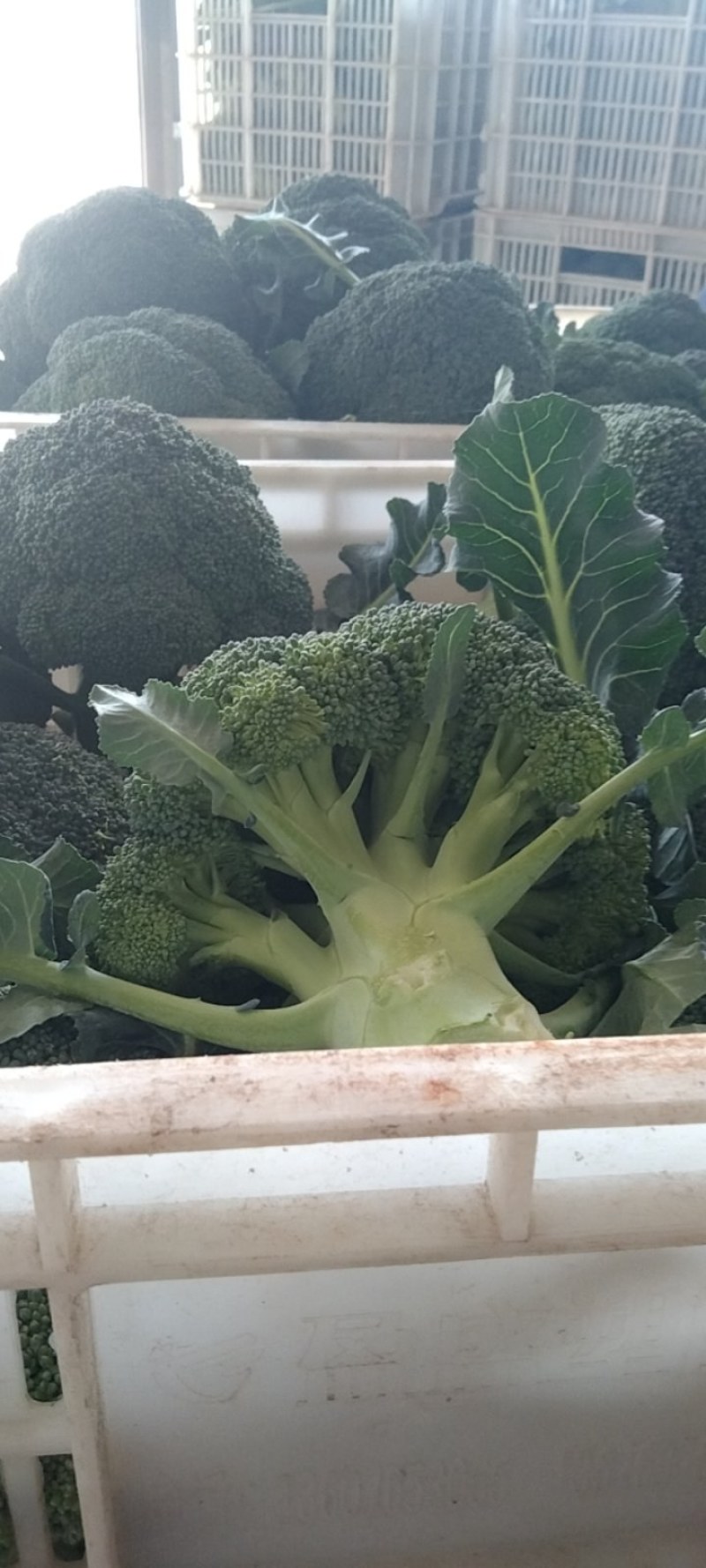 湖北西兰花，质量好，价格优，耐寒优秀，持续出货中货源充足