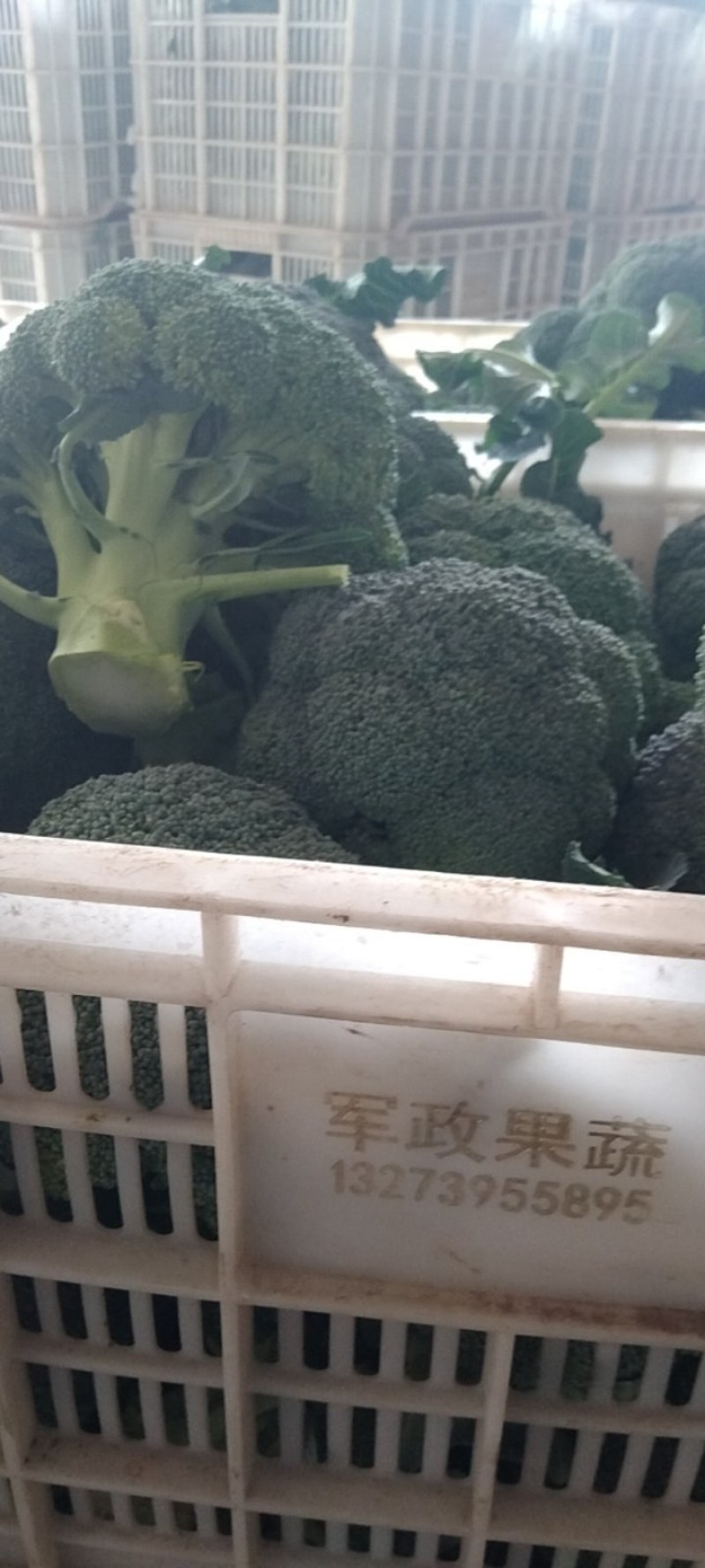湖北西兰花，质量好，价格优，耐寒优秀，持续出货中货源充足