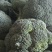 湖北西兰花，质量好，价格优，耐寒优秀，持续出货中货源充足