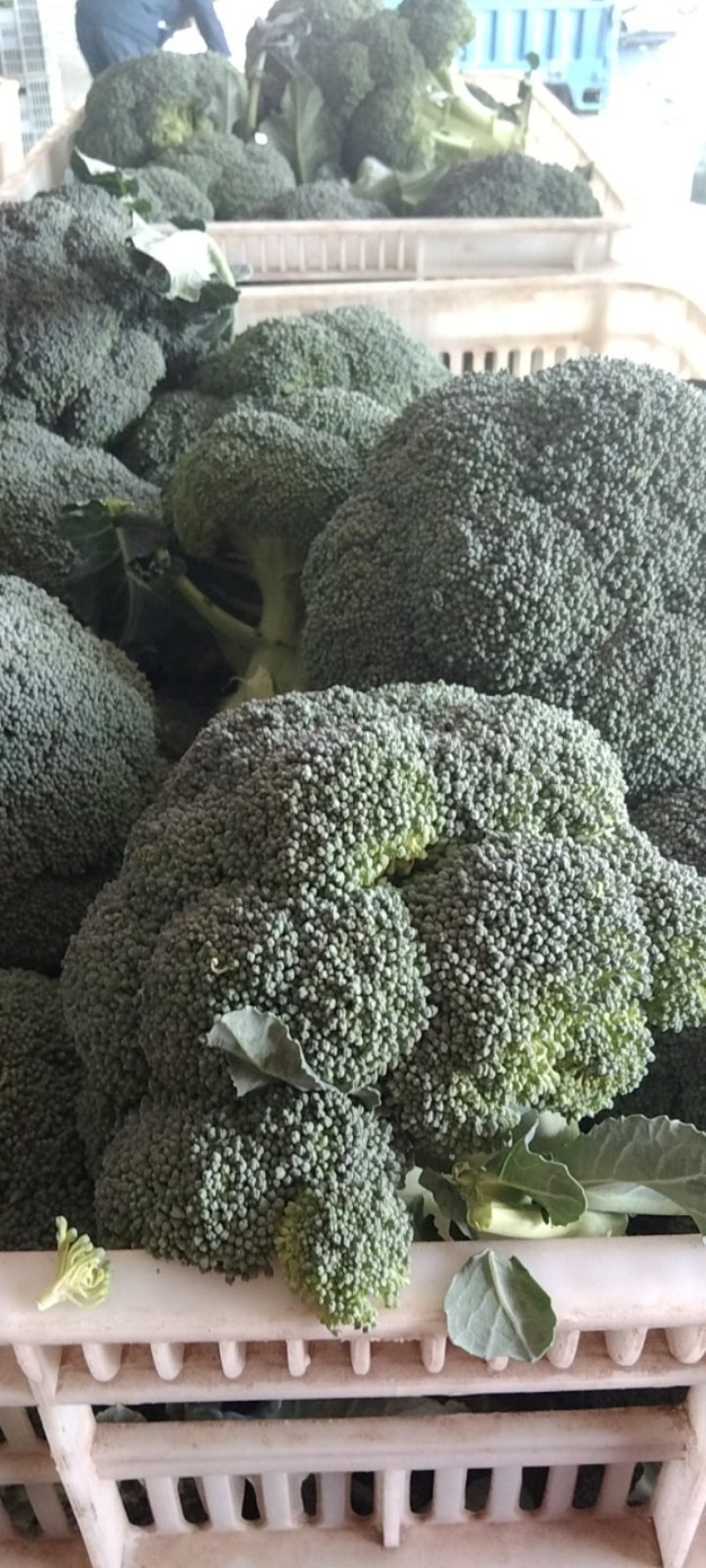 湖北西兰花，质量好，价格优，耐寒优秀，持续出货中货源充足