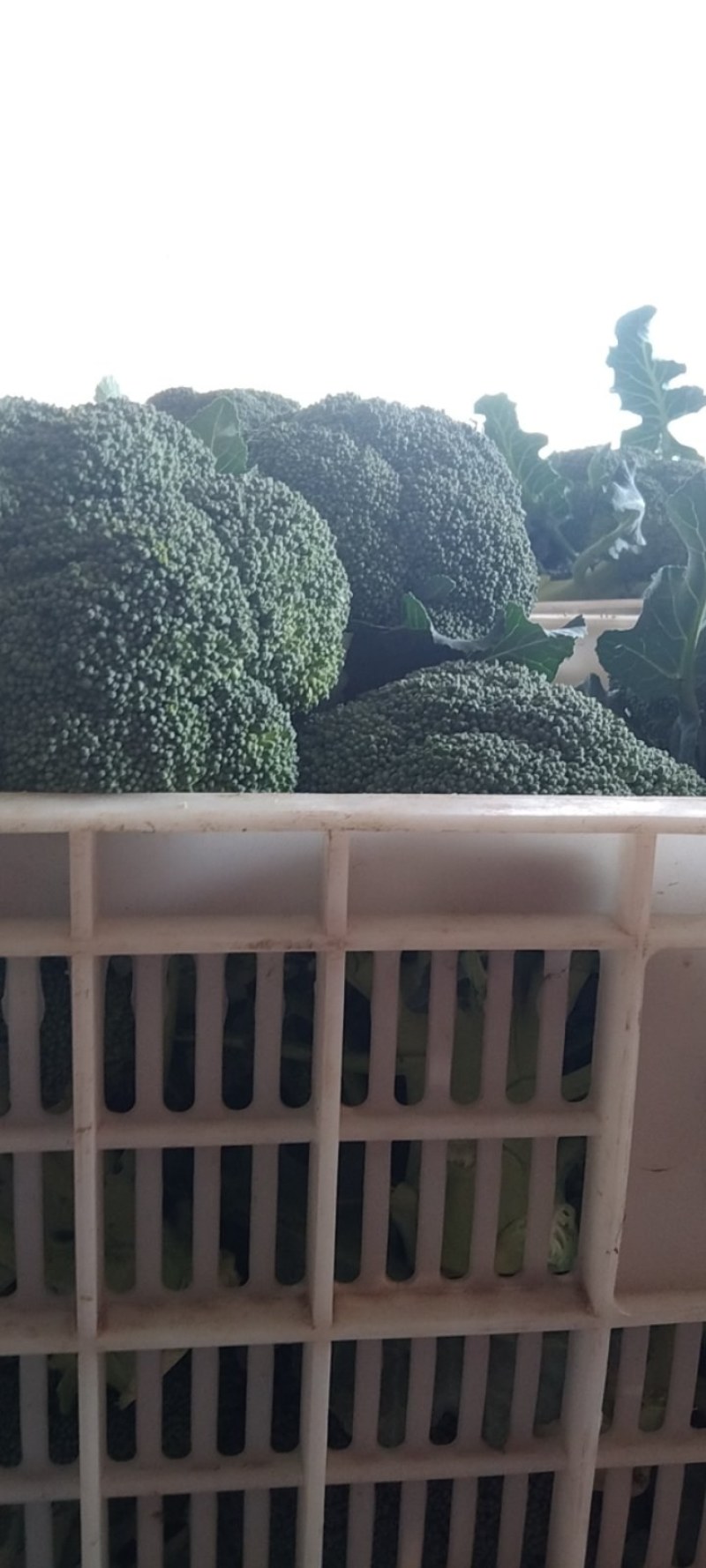 湖北西兰花，质量好，价格优，耐寒优秀，持续出货中货源充足