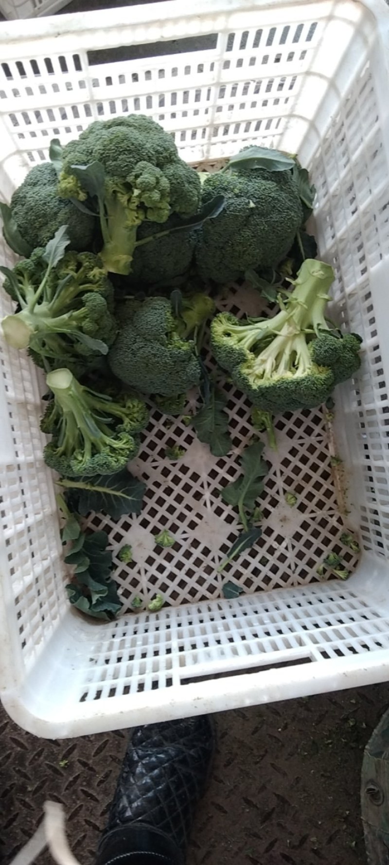 湖北精品西兰花，正在热销中，质量好，价格美丽等你来盘