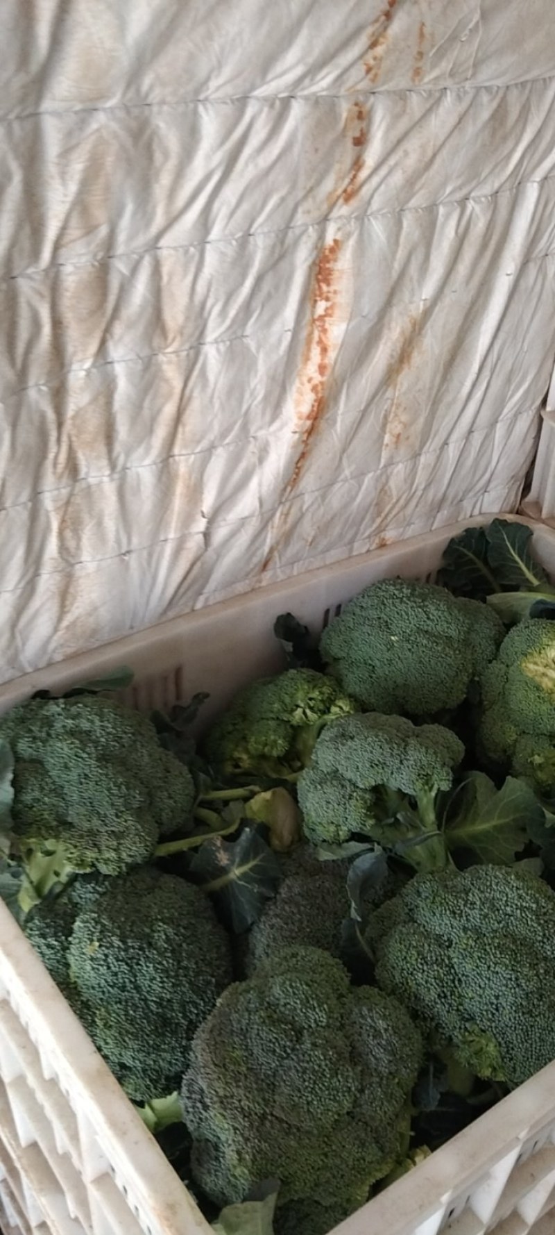 湖北精品西兰花，正在热销中，质量好，价格美丽等你来盘