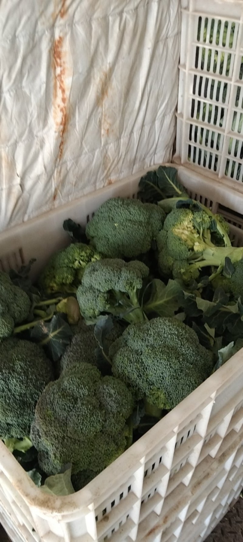 湖北精品西兰花，正在热销中，质量好，价格美丽等你来盘