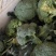 湖北精品西兰花，正在热销中，质量好，价格美丽等你来盘