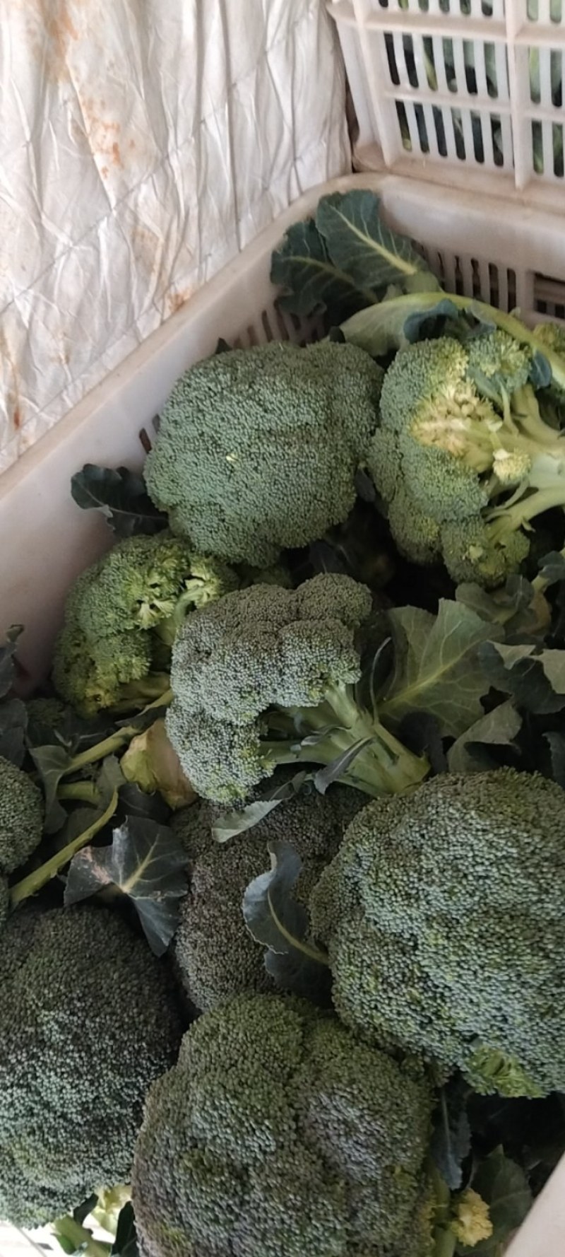 湖北精品西兰花，正在热销中，质量好，价格美丽等你来盘