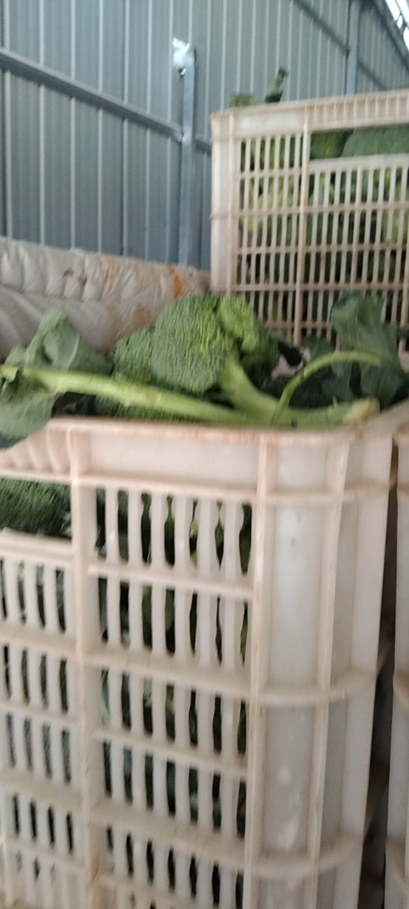 湖北精品西兰花，正在热销中，质量好，价格美丽等你来盘