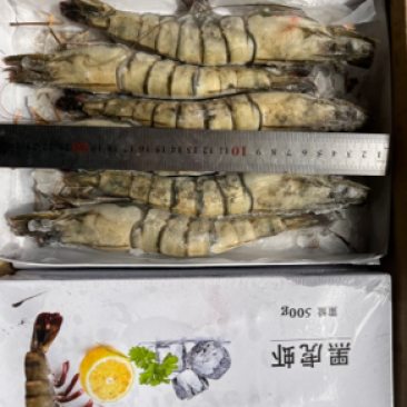 六头黑虎虾