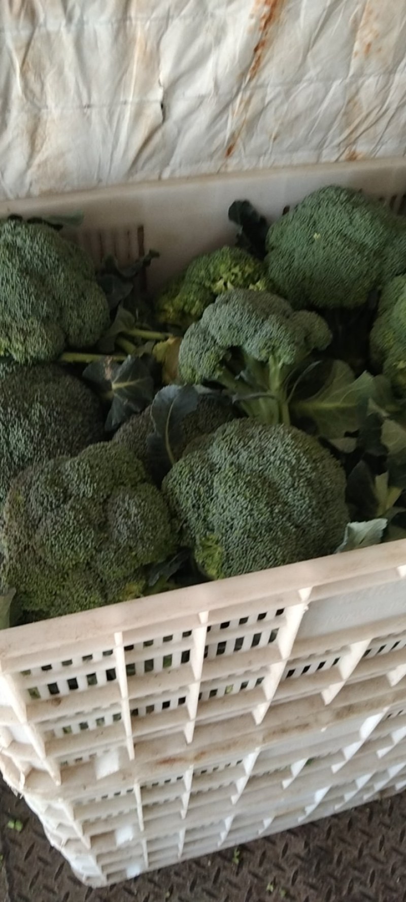 湖北精品西兰花，正在热销中，质量好，价格美丽等你来盘