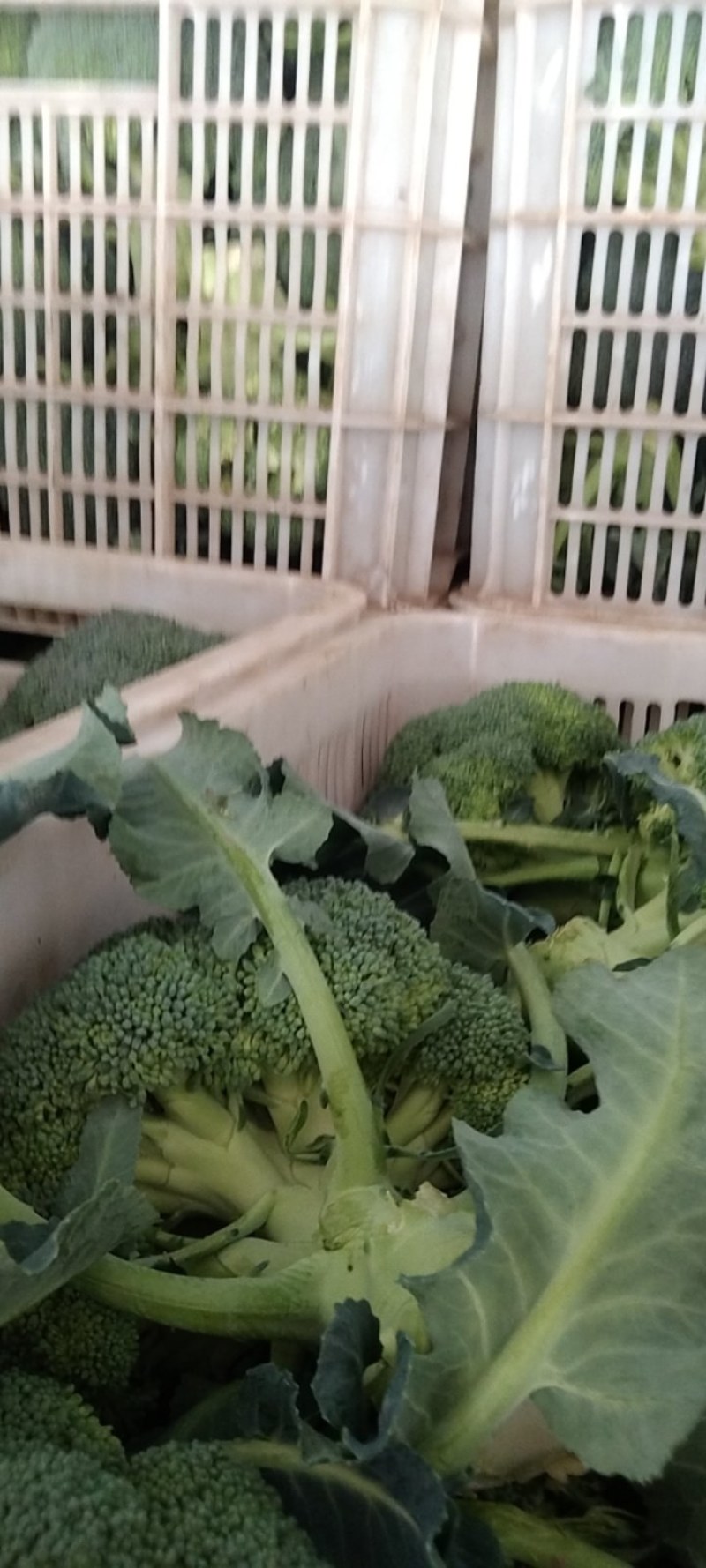 湖北精品西兰花，正在热销中，质量好，价格美丽等你来盘