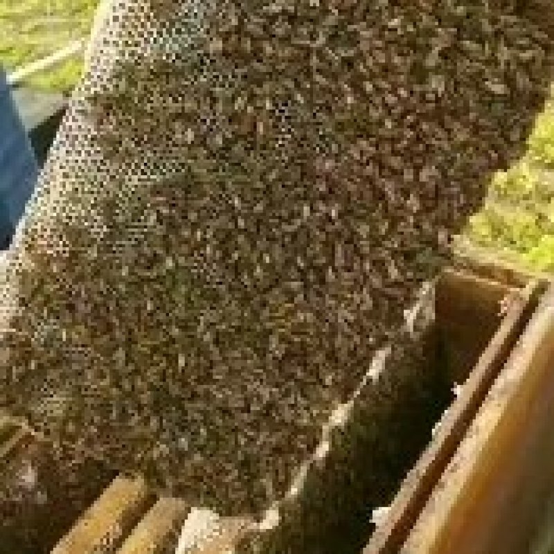 纯荔枝龙眼蜜代理