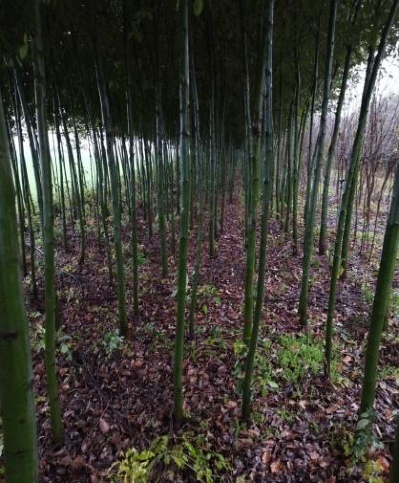 地径3公分精品香樟质量有保证！量大从优！