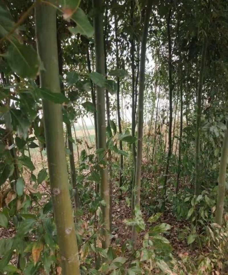 地径3公分精品香樟质量有保证！量大从优！