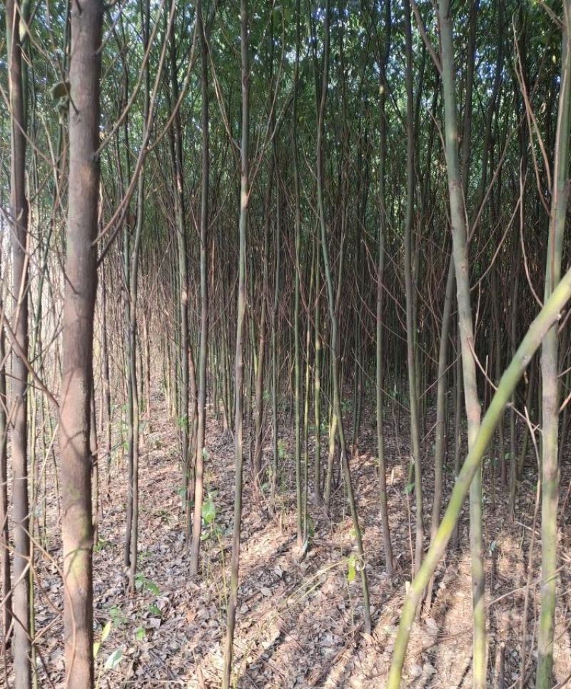 地径3公分精品香樟质量有保证！量大从优！