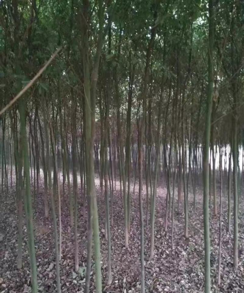 米径4公分精品香樟质量有保证！量大从优！