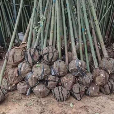 米径4公分精品香樟质量有保证!量大从优!