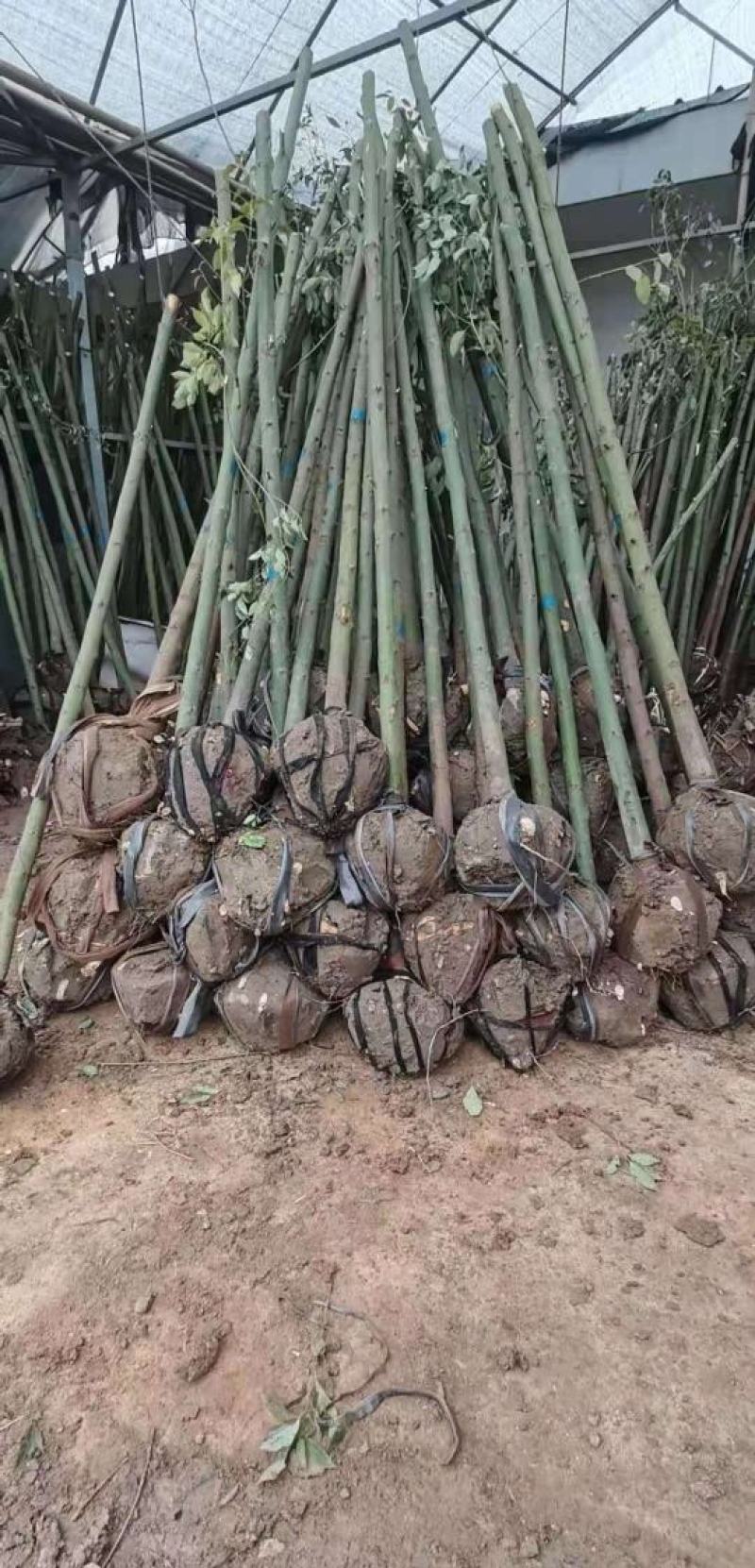 米径4公分精品香樟质量有保证！量大从优！