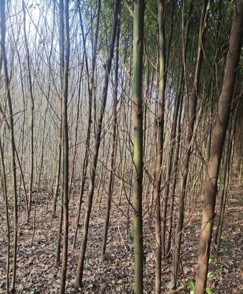 米径4公分精品香樟质量有保证！量大从优！