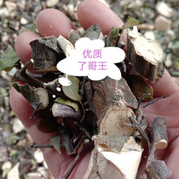 中草药了哥王，新鲜干品，无添加无污染，欢迎下单