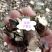 中草药了哥王，新鲜干品，无添加无污染，欢迎下单