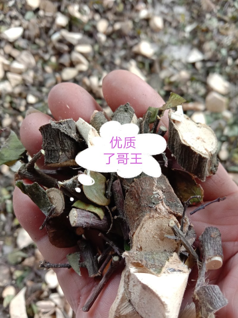 中草药了哥王，新鲜干品，无添加无污染，欢迎下单