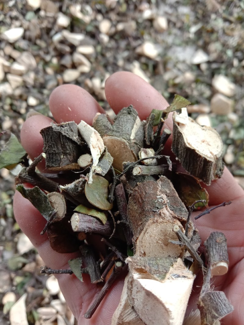 中草药了哥王，新鲜干品，无添加无污染，欢迎下单