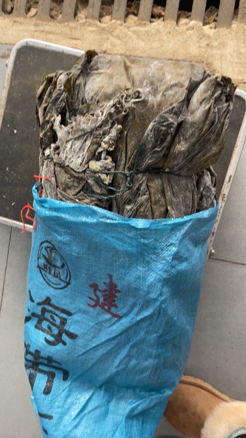 海带1件9.8斤大海带福建特产